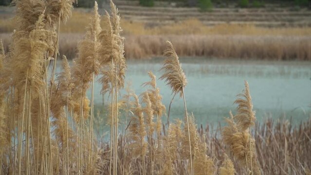 Slow motion, plume reeds moving outdoors.