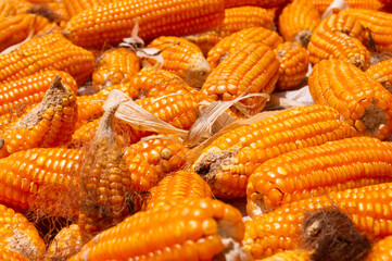 close up of peeled dry corn