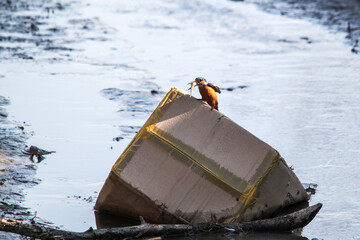 Kingfisher perches on a discarded box in the river, holding a fish - Amid pollution and urban...