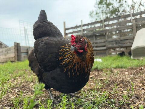Olive Egger hen looking at camera on a farm