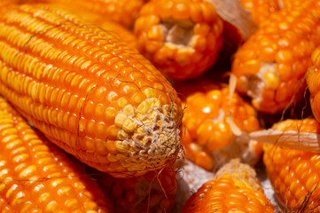 close up of peeled dry corn