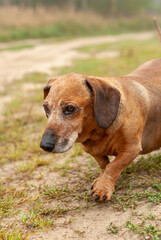 Obraz premium brown old dachshund walking in the nature