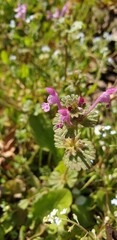 Obraz premium pink flowers in the garden