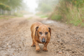 Brown dachshund walking in the nature autumn foliage