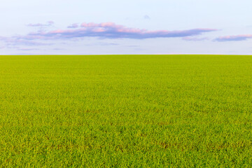 Fototapeta premium view of a field sown with winter crops.