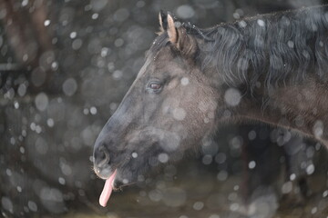 Im Schneesturm, schönes schwarzes Pferd inmitten von dichten Schneeflocken. Portrait