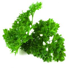 Curly parsley on a white background