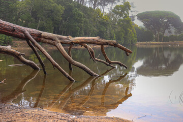 Dead tree in a lake - 710905088
