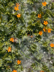 Autumn orange flowers on green grass covered with cobwebs