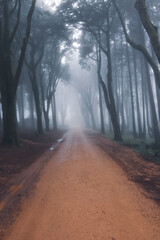 Path in a Foggy forest. woods in a misty day. Cold foggy morning