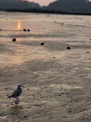 birds on the beach