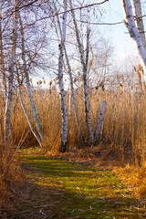 birch trees in the forest