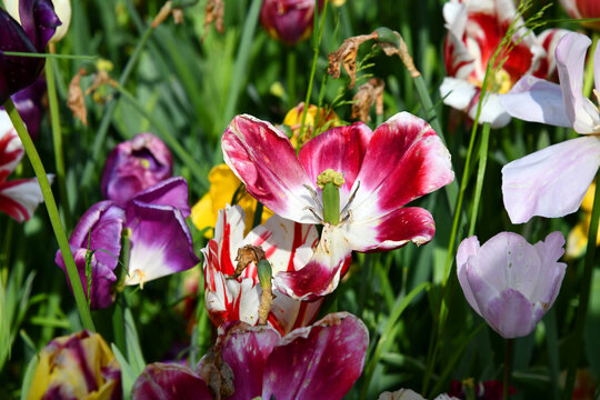 Abgeblühte Tulpen am Frühlingsende
