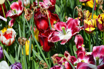 Abgeblühte Tulpen am Frühlingsende