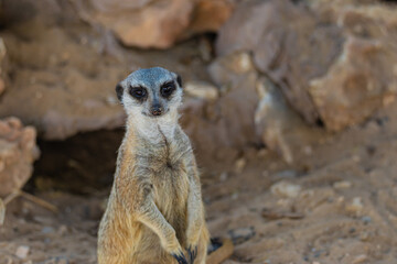 Fototapeta premium Close-up portrait of meerkats