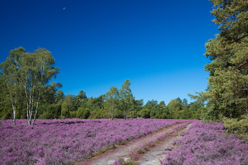 Fototapeta premium Pink heather landscape with a clear blue sky