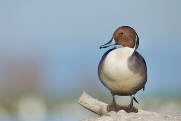 Pintail drake perched on a floating log, close up detailed portrait in full breeding plumage