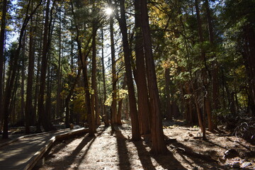 path in the forest