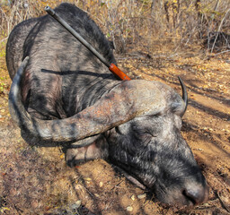 Carcass of an African buffalo after an official safari in Zimbabwe.
