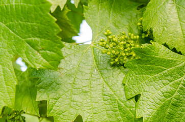 Macro / Close-up de la brotación de planta de vid