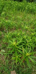 green grass in the garden