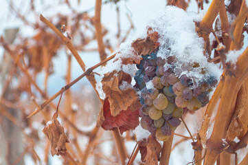 Close up de racimo de uva tinta con nieve en invierno