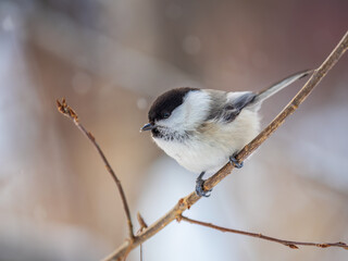 Cute bird the willow tit, song bird sitting on a branch without leaves in the winter.