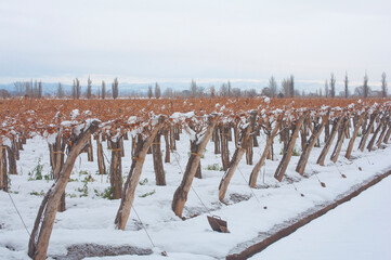 Viñedo nevado en invierno con cielo nublado