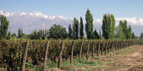 Punta de hileras de viñedo, árboles y montañas nevadas de fondo con cielo celeste