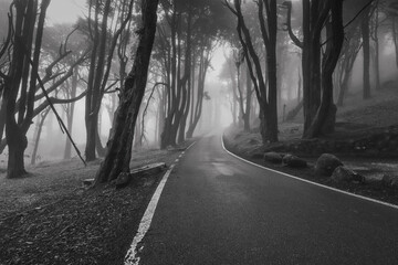 Empty asphalt road in foggy forest - 710913439