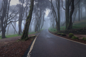 Empty asphalt road in foggy forest - 710913470