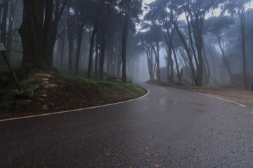 Empty asphalt road in foggy forest - 710913472