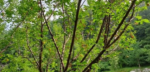 Obraz premium green grass in the forest