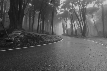 Empty asphalt road in foggy forest - 710913494