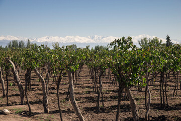 Fototapeta na wymiar Viñedo verde con montañas nevadas de fondo