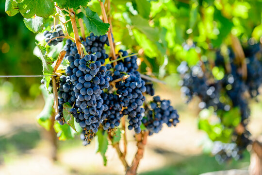 Racimos de uva tinta rodeado de hojas verdes