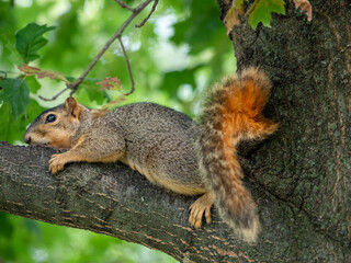 Naklejka na ściany i meble Squirrel on a branch