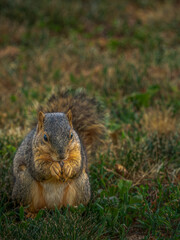 Squirrel eating on the grass in the park