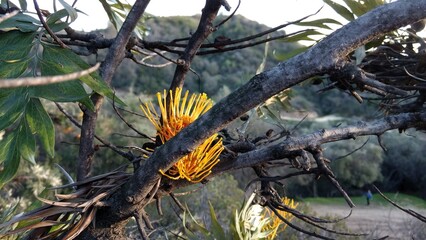 Blooming tree of Grevillea robusta in Los Angeles Griffith Park, California. Botanical closeup. Beautiful summer landscape.