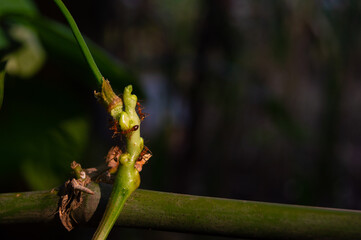 the stem of a long bean plant covered in ants