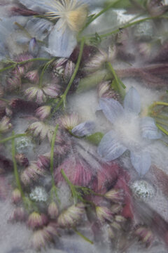 abstract art with frozen winter flowers in ice water
