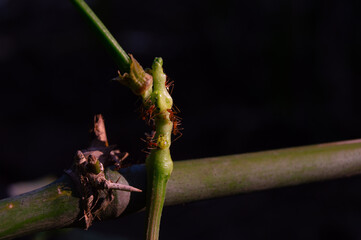 the stem of a long bean plant covered in ants