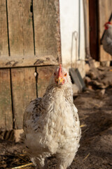 Chicken in the yard on a walk