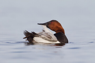 Canvasback drake preening on calm waters  