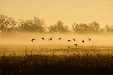 Geese fly through fog to land in backwater habitat at sunrise - Powered by Adobe