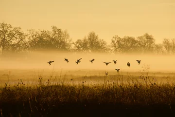 Rolgordijnen Geese fly through fog to land in backwater habitat at sunrise © tomreichner