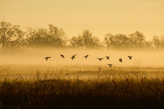 Geese fly through fog to land in backwater habitat at sunrise
