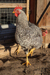 Gray rooster, rural chicken coop, poultry in the yard.