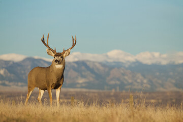 Environmental portrait of a Mule Deer buck standing alert in prairie grasslands with the eastern slope of the Rocky Mountains in the background ... on public land
