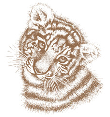 Tiger drawn by hand